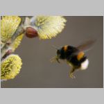 Bombus terrestris - Erdhummel 01.jpg